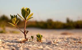 We did not find results for: Lima Foto Mangrove Keren Untuk Wallpaper Laptop Anda Mangrovemagz Com