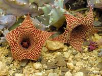 Image result for Huernia leachii