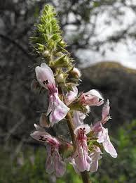 Image result for Stachys pseudonigricans