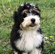 However, their calmness and willingness to laze about doesn. Sutter Buttes Labradoodles South Mountain Doodles California Labradoodle Bernedoodle Puppies