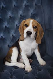 Welcome To Kazuri Beagles Seattle Beagles Beagle Labrador Retriever Bly