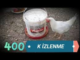 Tavuklar Icin Yemlik Yapimi Boya Kovasindan 1000 Like Icin Tesekkurler Youtube Tavuk Youtube Fikirler