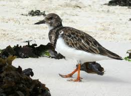 Image result for Entada arenaria