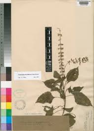 Image result for Orthosiphon schimperi