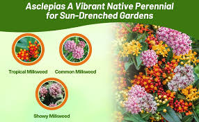 Image result for Asclepias aurea