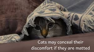 What causes matted fur in persian cats? Matting In Cats