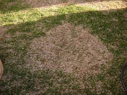 Check spelling or type a new query. St Augustine Decline Lawnsite Is The Largest And Most Active Online Forum Serving Green Industry Professionals