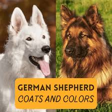 German shepherd puppies out of imported lines and original straight backs. German Shepherd Coat And Color Varieties Pethelpful