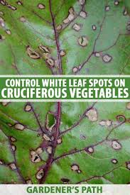 White dots on leaves of plant. How To Control White Leaf Spots On Cole Crops Gardener S Path