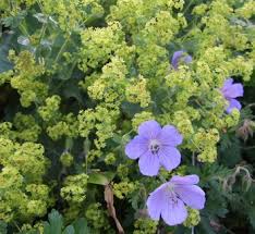 Image result for Alchemilla johnstonii