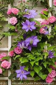 Clematis Combinations Climbing Roses Beautiful Flowers Climbing Clematis