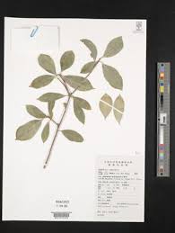 Image result for Pittosporum mildbraedii