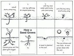 First Grade Gardeners Plants Worksheets How Plants Grow Plant Life Cycle