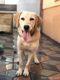 Buddy golden xi akc dna #v943894 ofa25g ofel25 (ss06590901), dam: Golden Retriever Prishtine
