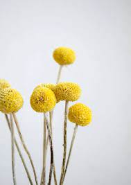 Dried Natural Craspedia Bright Yellow Yellow Flower Arrangements Dried Flowers Craspedia