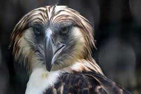 They eat live and dead fish, squirrels, other birds, rabbit, muskrat, deer, possum and anything else they can catch or find. The Eagles Have Landed Singapore Shows Off Rare Philippine Raptors Arab News