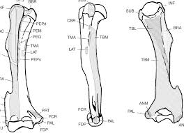 The fibers of the mentalis radiate and insert into the skin of the chin. Pictorial Representation Of Muscle Origins And Insertions On The Download Scientific Diagram