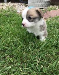 Find corgi puppies for sale with pictures from reputable corgi breeders. Pembroke Welsh Corgi Puppy For Sale Adoption Rescue For Sale In Bedford Indiana Classified Americanlisted Com