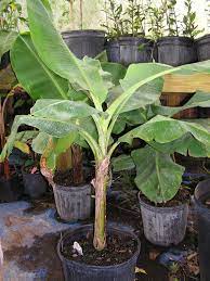 If you're in another zone, you'll have the most success with growing your dwarf cavendish banana tree in a large tub, then overwintering it in a greenhouse or enclosed patio. Banana Plants For Zones 8b 10 Ask The Green Genie