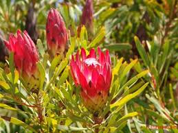 Media in category a garden of south african flowers. The Protea
