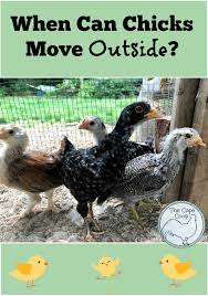 Chickens can survive quite well with temperatures down into the teens. When Can Chicks Move Outside The Cape Coop