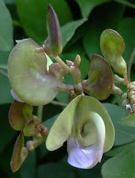 Image result for Wajira