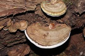Image result for Ganoderma applanatum