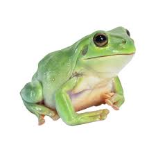 Louisiana voodoo has no formal theology, although displays its own spiritual hierarchy. White Tree Frog Reptile Snakes Turtles More Petsmart