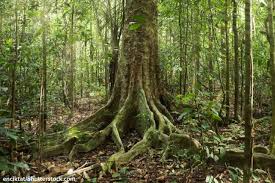 Forest Floor Above Wall Example Not Too Lush Lots Of Leaf Debris With Some Scattered Greenery Moss Rainforest Plants Rainforest Pictures Rainforest Trees