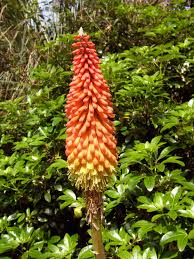 Check spelling or type a new query. Fast Growing Plants Quick Space Fillers