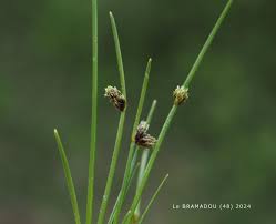 Image result for Isolepis setacea