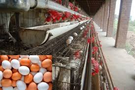 10000 Layer Farming Project Report For Beginners Agri Farming