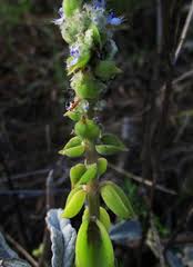 Image result for Coleus cylindraceus