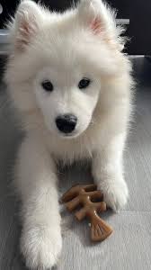 Hi I'm willow I'm only 13 weeks old 🫶🏼☁️☁️