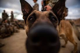 Buying a purebred animal from a breeder can cost an owner a pretty many breed rescues charge almost as much as some breeders do. Here S How To Adopt A Military Working Dog Military Com