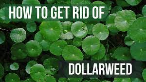 If you have figured out a good strategy, please add it or the zombies will eat your brains! How To Get Rid Of Dollarweed In 4 Easy Steps Diy Dollarweed Control Solutions Pest Lawn