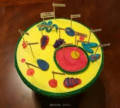 Pin On Science Project Plant And Animal Cell Models