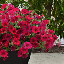 Wave Rave Petunia Garden Inspiration