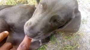 Conheça nossos cursos gratuitos de adestramento de cães e aprenda como adestrar o seu próprio cachorro, e entenda como funciona a sua mente de verdade! Fila Com Labrador Youtube