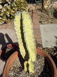 Cactus are naturally slow growers. Is My Cactus Sick Does It Need Water Cactus
