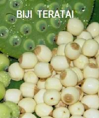 Akar teratai is on facebook. Anim Agro Technology Bunga Teratai Dan Khasiat Teratai