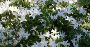 Pin On Woody Id Wet Location