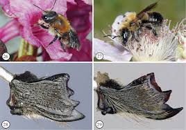 Most of the hymenoptera have relatively unspecialized mandibulate mouthparts. Nesting In Bark The Peculiar Life History Of The Rare Boreoalpine Osmiine Bee Osmia Melanosmia Nigriventris Hymenoptera Megachilidae