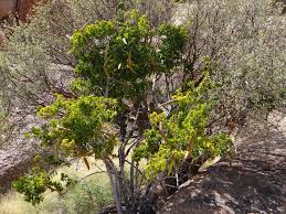 Image result for Strophanthus amboensis