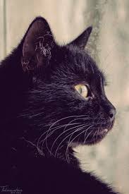 Pin By Sarah Lehman On Cats Cute Cats Crazy Cats Beautiful Cats