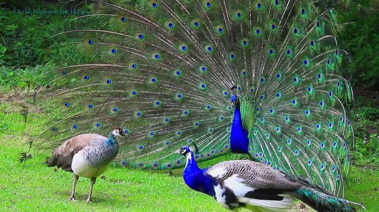 Image result for peacock