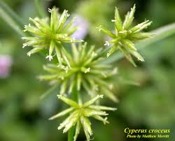 Image result for Cyperus platycaulis