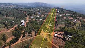 Image result for Blotiella trichosora