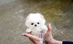 Teacup dog breeds would make dog owners have more fun and interact more with them. Teacup Pomeranian Husky Pocket Dog Price In India
