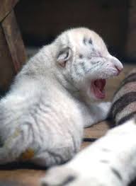 Snow White Tiger